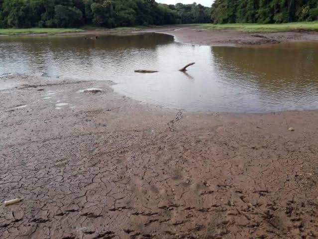 Com seca severa em SC, produtores abatem animais por falta de água e alimentos