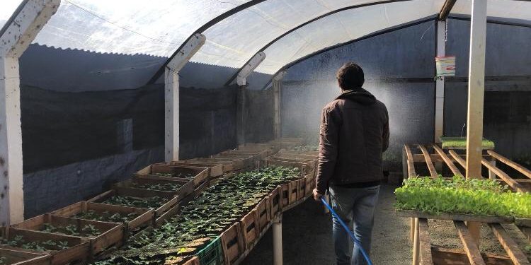 Agricultura de Camboriú realiza distribuição de mudas de café nativo, palmito e árvores