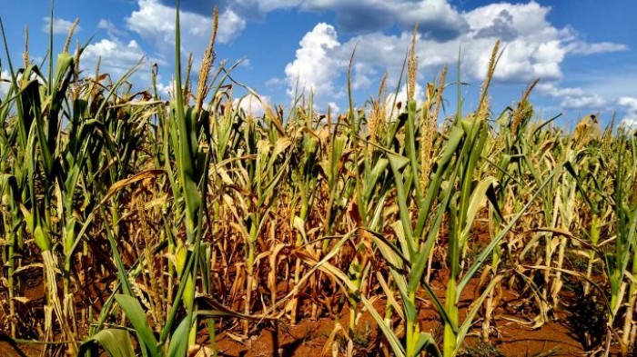 Agricultores do estado passam por dificuldades financeiras e pedem ajuda ao governo federal