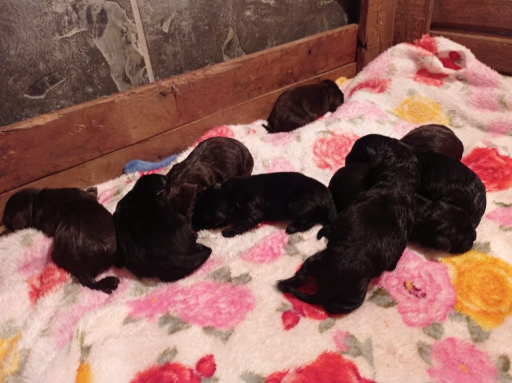 IFC Camboriú busca famílias socializadoras para futuros cães-guia