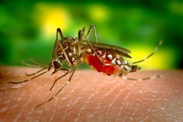 Aumento do número de casos de Dengue no estado preocupa autoridades