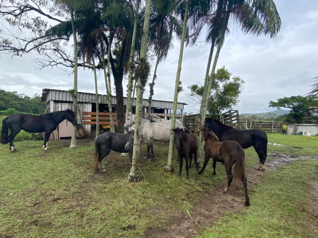 Grupo de Operação e Resgate de Camboriú resgata mais oito cavalos soltos em via pública