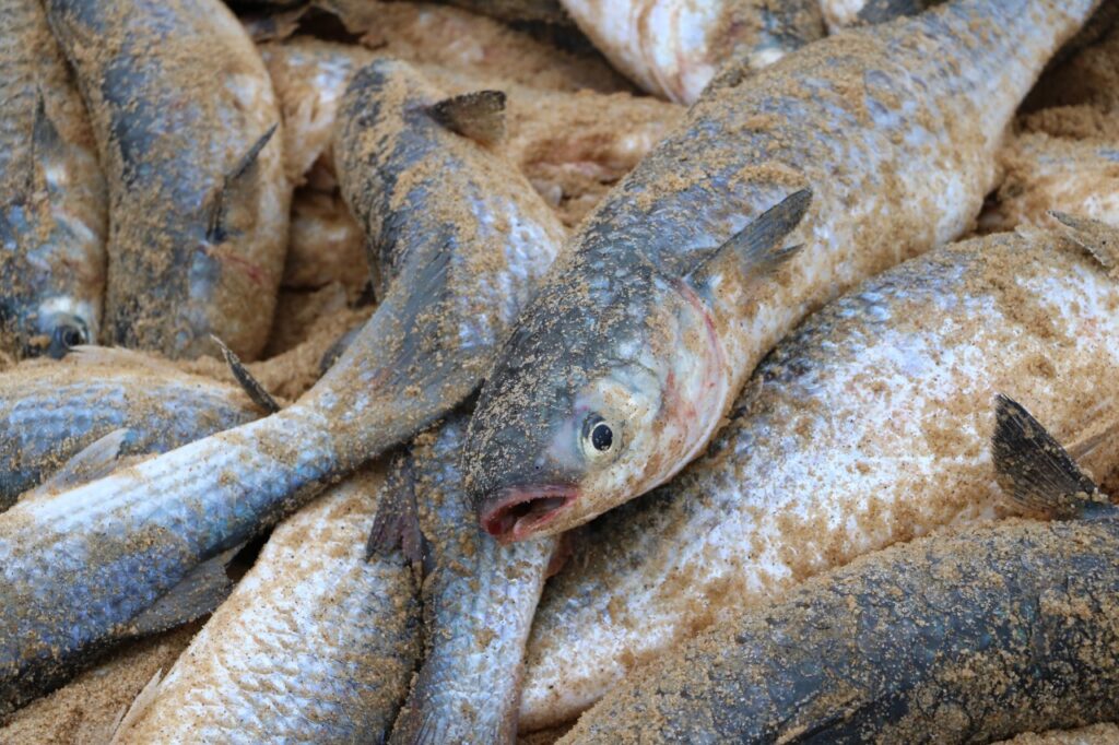 Pescadores registram primeiro grande cardume da temporada da tainha