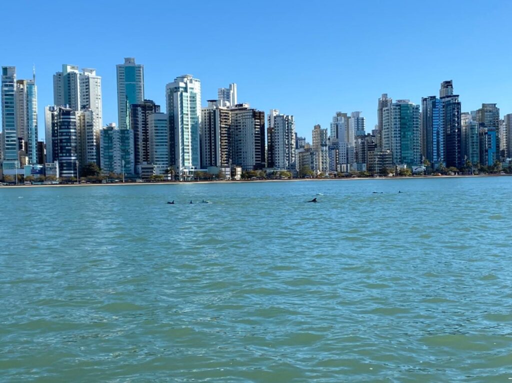Grupo de golfinhos é avistado na Praia Central em Balneário Camboriú