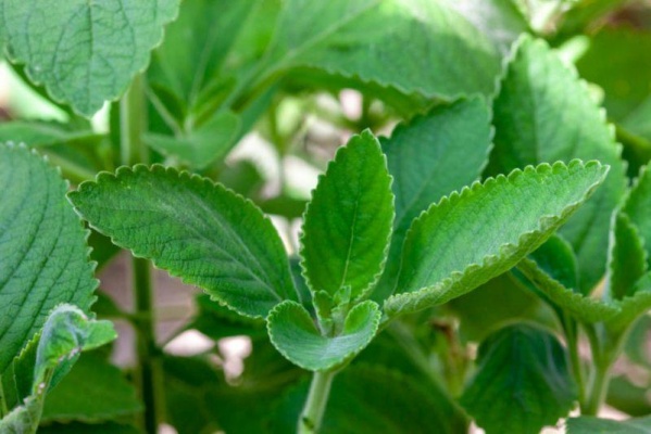 Balneário Camboriú lança Guia Prático de Plantas Medicinais