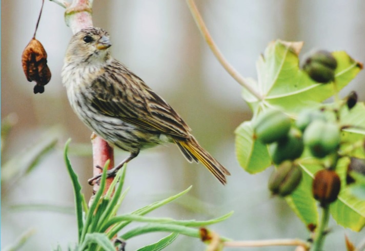Roteiro de Observação de Aves será lançado na Costa Verde & Mar