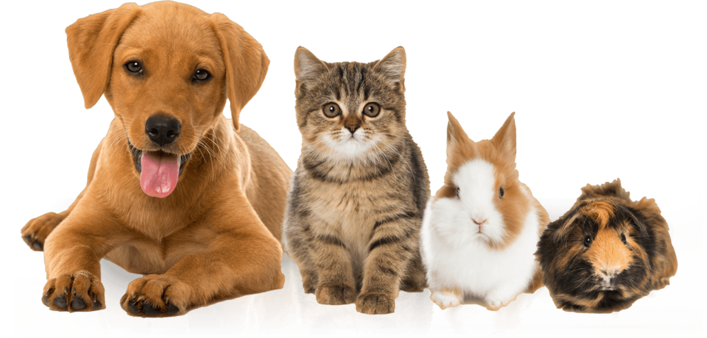 Começa nesta quarta-feira em Camboriú mutirão de castração de animais de estimação