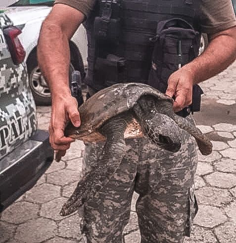 Tartaruga é resgatada na praia do Estaleirinho em BC