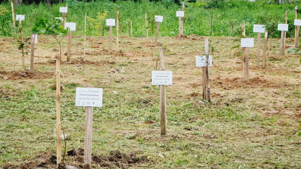 Bosque da Memória de Camboriú receberá mais árvores