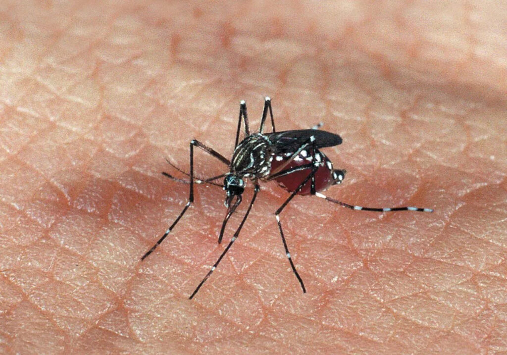 Santa Catarina se prepara para o Dia Estadual de Mobilização contra o Aedes aegypti