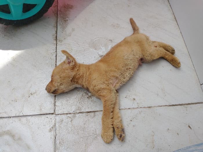 Mulher é presa em Camboriú por maus-tratos a animais