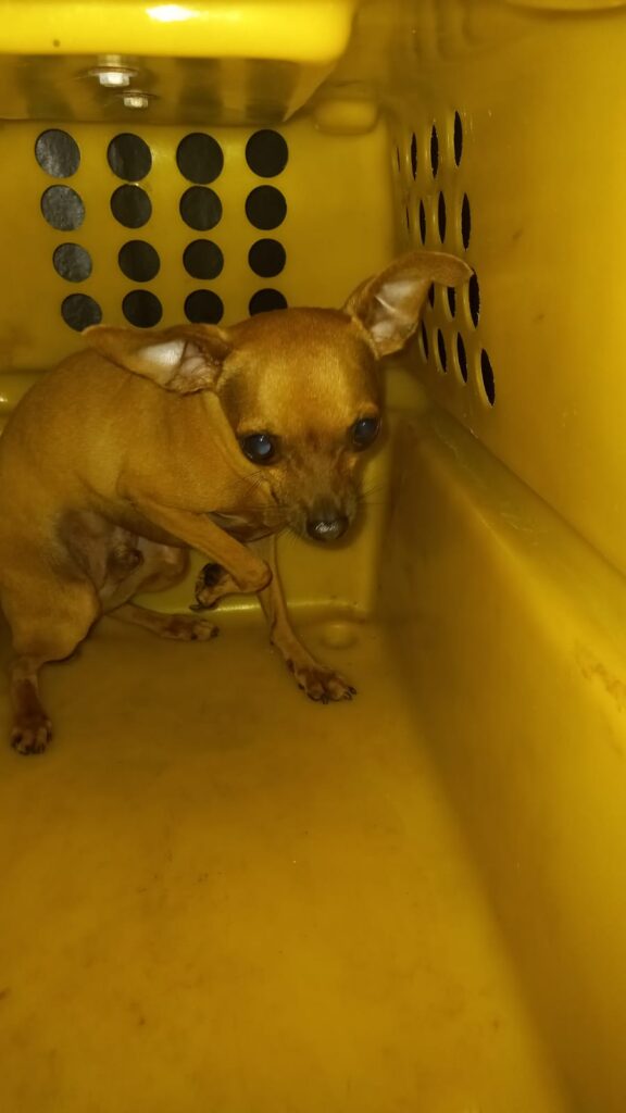 VÍDEO: Mais um cachorro resgatado de dentro de um veículo em Balneário Camboriú
