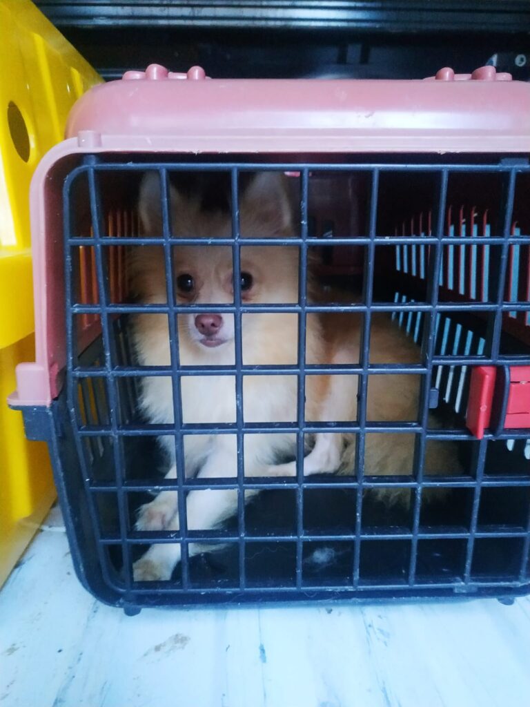 Mais de 40 cachorros em situação de maus tratos são resgatados em Itajaí