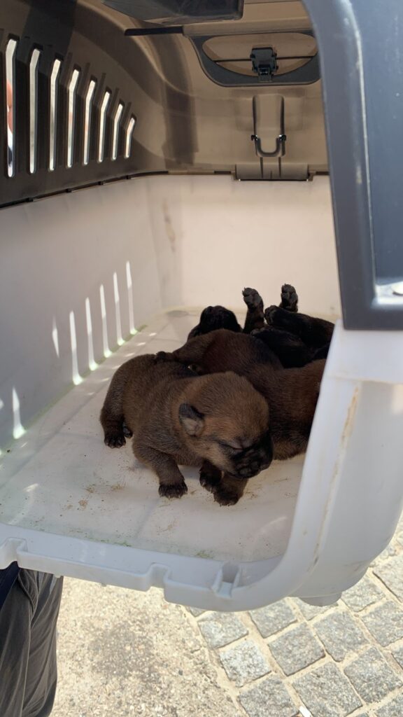 Após três meses da morte do tutor animais que ficaram abandonados são resgatados