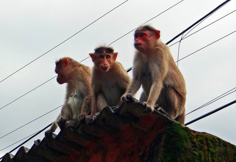 Bando de macacos sequestra bebê de 2 meses aparece morto após ser sequestrado por um