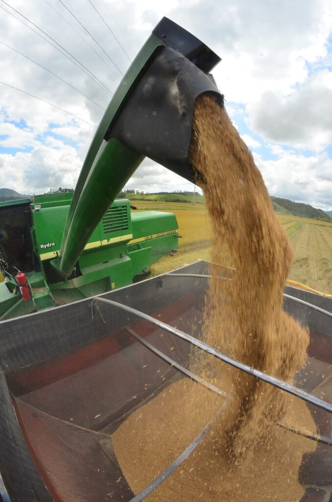 Agricultores iniciam a colheita do arroz