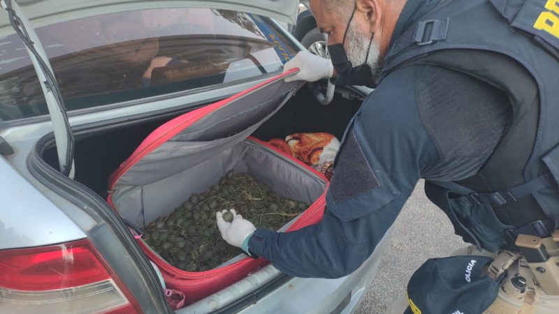 Mil tartarugas são encontradas escondidas no porta-malas de carro