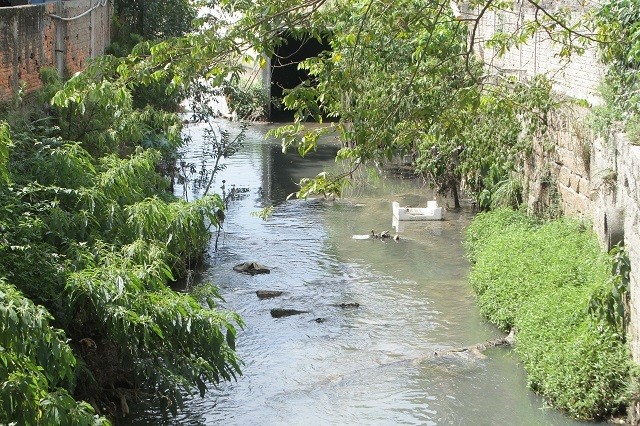Peixes voltam ao rio Criciúma após décadas de poluição