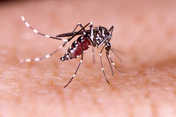 Santa Catarina em estado de alerta com quase 9 mil casos confirmados de Dengue