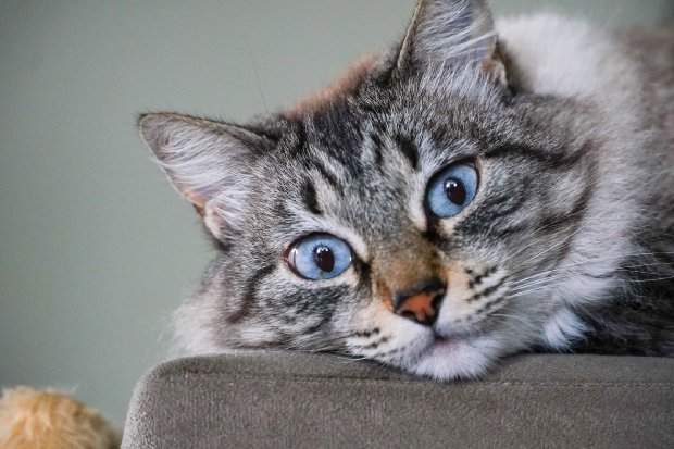 Udesc realizará testes de vacina inédita no mundo contra toxoplasmose felina
