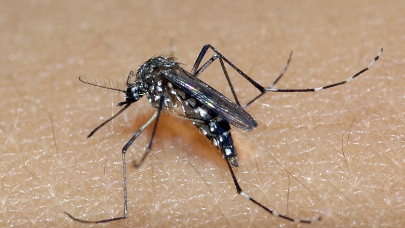 Mais três mortes confirmadas por dengue no Estado
