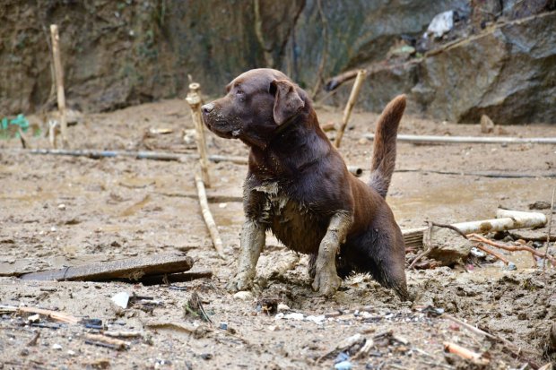 Militares e cães de busca do CBMSC irão atuar em Pernambuco