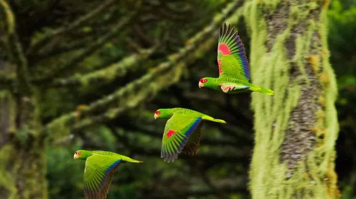 Céu da serra catarinense ganhará o espetáculo dos papagaios-charão