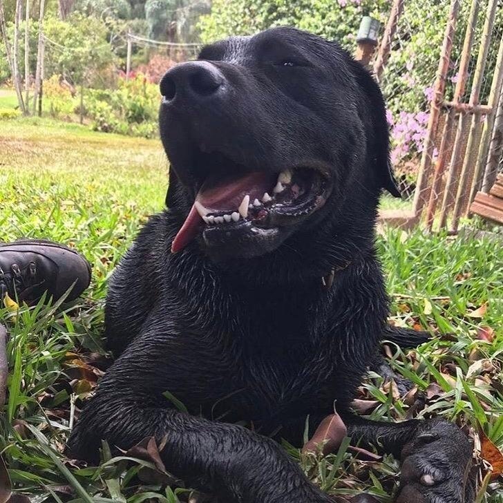 Dog Park de Camboriú poderá ter o nome Barney, cão do Corpo de Bombeiros, que morreu em um resgate