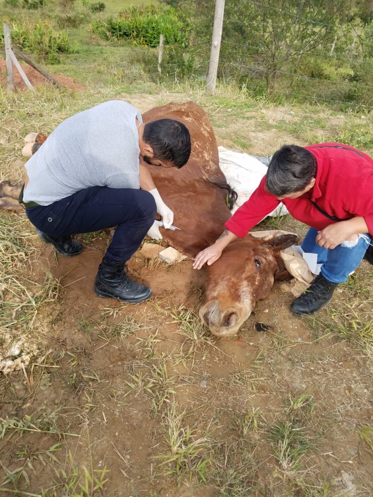 Cavalo teve que ser sacrificado devido a maus tratos em Balneário Camboriú