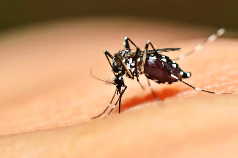 Itajaí confirma primeira morte por dengue na cidade