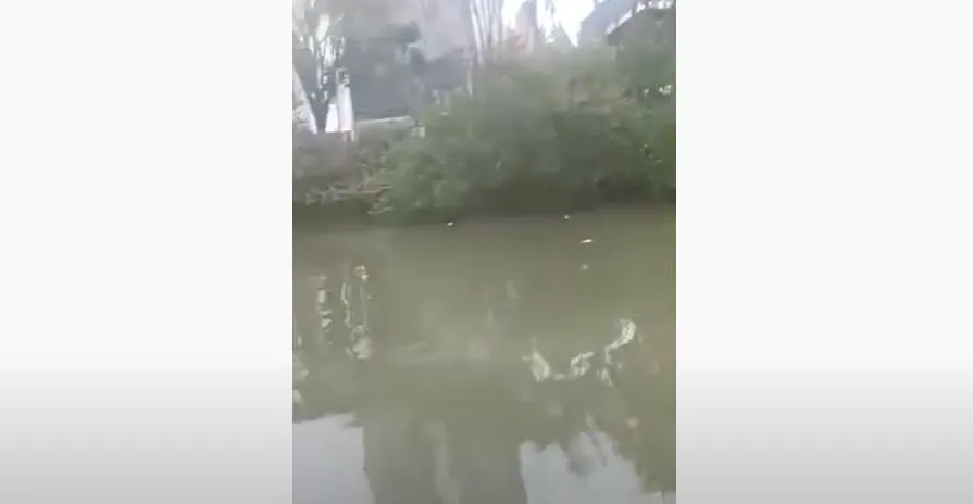 Poluição no Rio Camboriú causa a morte de centenas de Peixes
