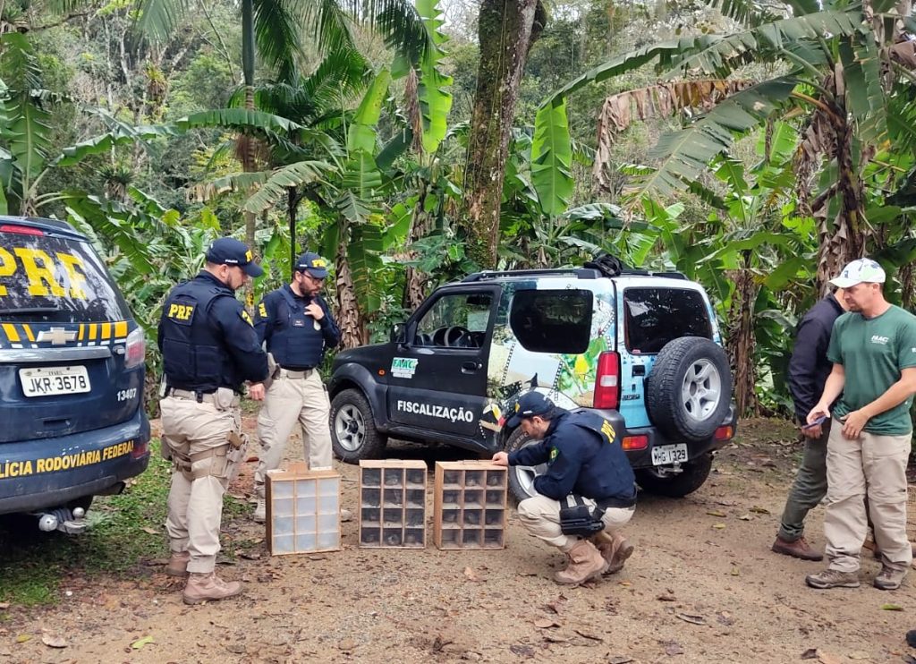 Pássaros silvestres resgatados pela PRF na BR-101 são devolvidos à natureza