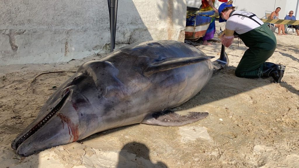 Golfinho morto foi encontrado encalhado em Bombinhas