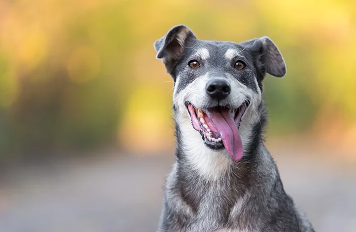 Feira de adoção no mês de combate ao abando animal em Camboriú