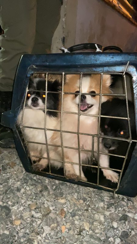 Canil clandestino é fechado e polícia resgata mais de 70 cães de raça