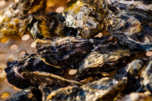Secretaria da Agricultura e Cidasc suspendem retirada, comercialização e consumo de moluscos bivalves em toda a costa catarinense