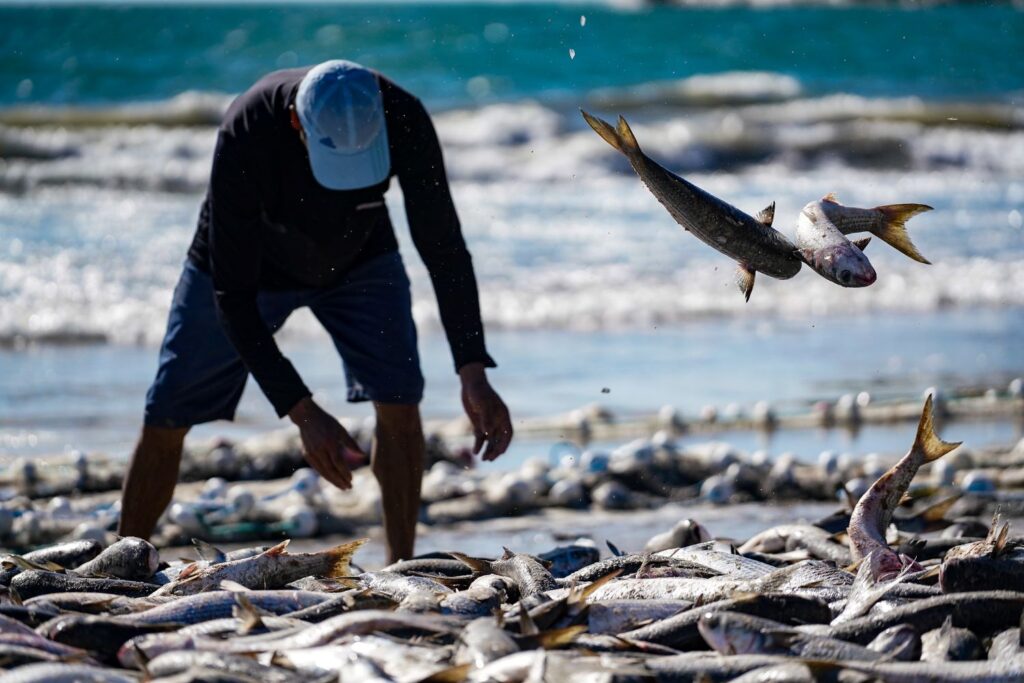 Santa Catarina trabalha para reverter medida do Governo Federal que impõe novas restrições à pesca artesanal da tainha