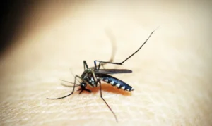 Combata a dengue: elimine os criadouros e proteja sua saúde 