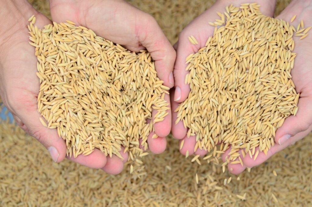 Estimativa aponta recorde de produtividade na safra de arroz em Santa Catarina