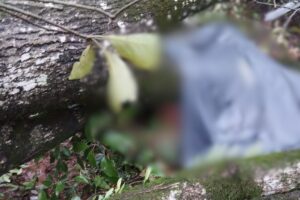 Homem morre após ser atingido por árvore durante vendaval