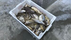 Operação da PF combate o comércio ilegal de pescados no Litoral Norte