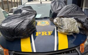 Homem é preso com quase 50 quilos de skunk em Imbituba