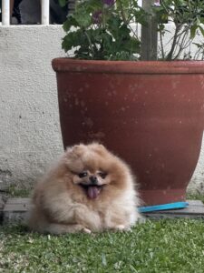 “Selo Turismo Pet Friendly” é criado em Balneário Camboriú