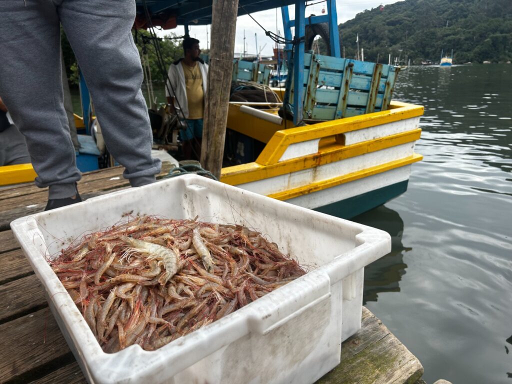 Mais de 20 embarcações participam do arrasto de camarão em Balneário Camboriú