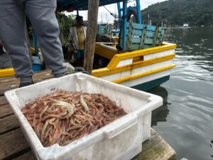 Mais de 20 embarcações participam do arrasto de camarão em Balneário Camboriú
