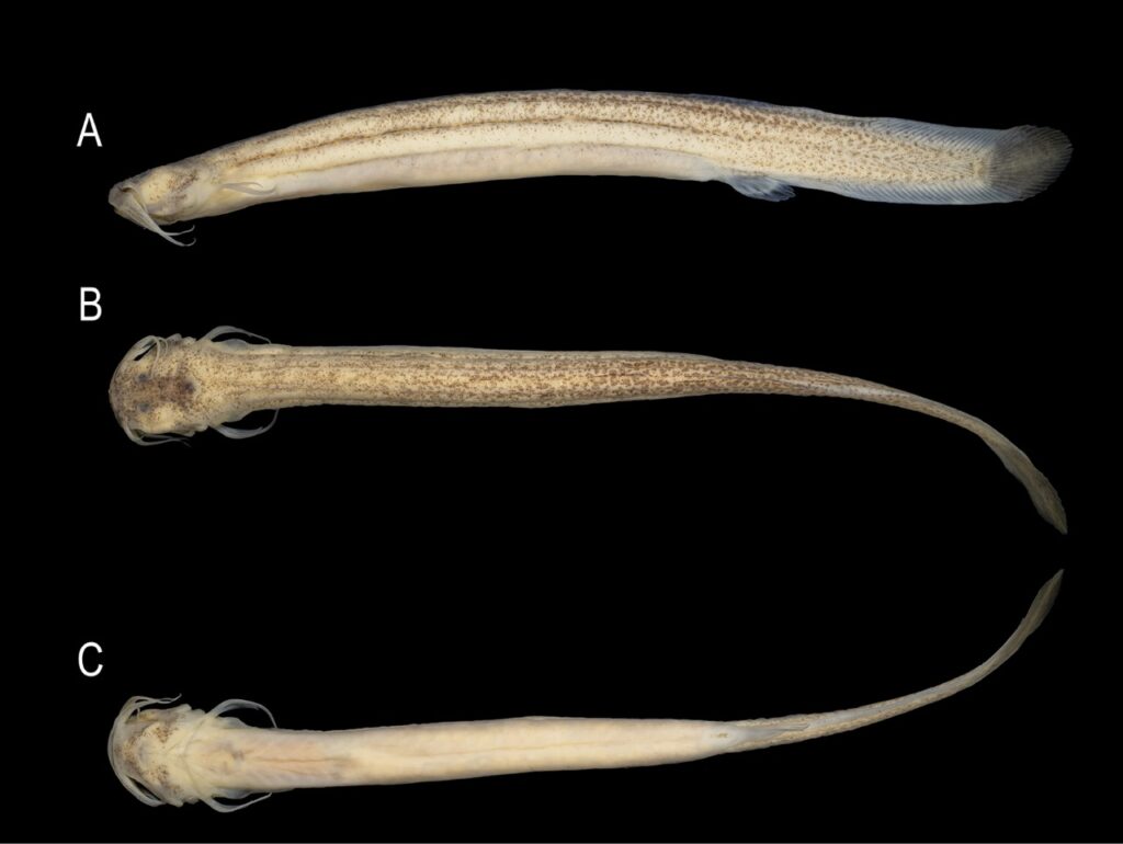 Nova espécie de peixe é descoberta no Rio Camboriú