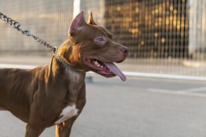 Decreto dos Pit Bulls quer garantir o bem-estar, segurança e convivência harmônica entre os pets e população em Santa Catarina