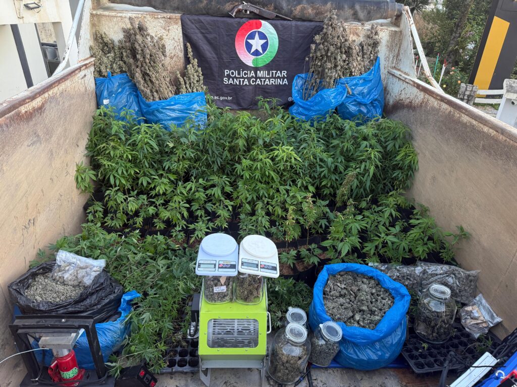 Estufa ilegal de maconha é encontrada em Nova Trento