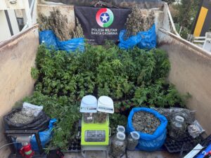 Estufa ilegal de maconha é encontrada em Nova Trento