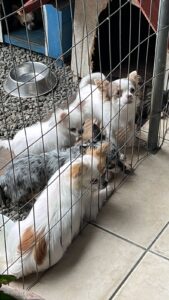 Proprietário de canil clandestino em Blumenau é preso em flagrante por crime de maus-tratos aos animais